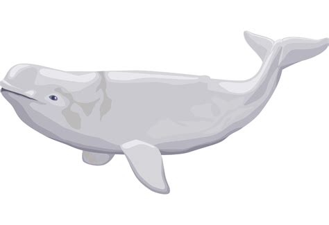 Beluga Whale Transparent Beluga Whale Png Clip Art Library | The Best Porn Website