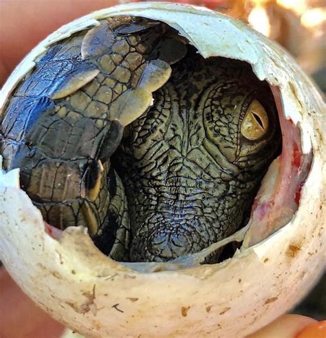 A Nile Crocodile hatching from its egg | Crocodilo do nilo, Ovo de jacaré, Crocodilos