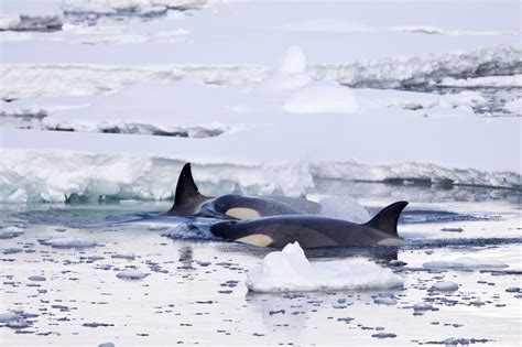 Antarctic seals are helping scientists learn more about melting ...