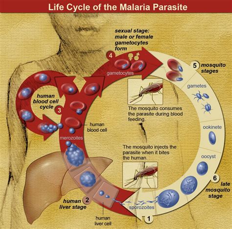 Malaria, Life Cycle of the Malaria Parasite - Entomology Today