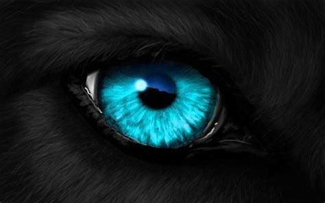 Black Wolf Blue Eyes Drawing