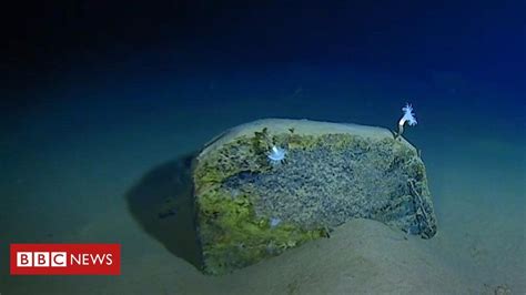 Sub dive in Mariana Trench breaks records | Fosa de las marianas, Mariana trench, Bbc