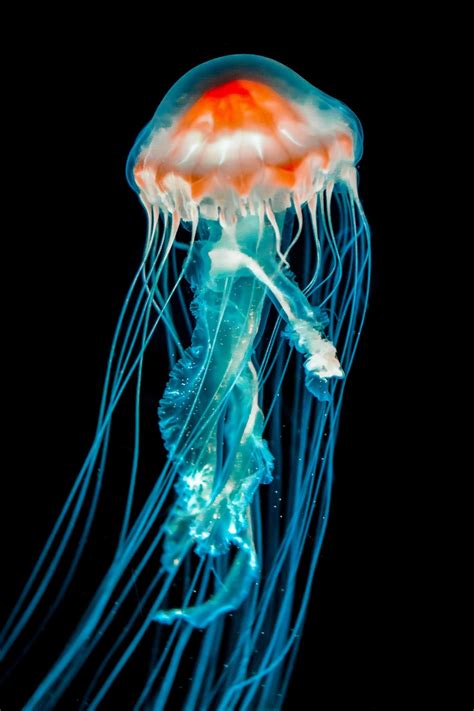 Blue jellyfish in white background photo – Free Jellyfish Image on Unsplash