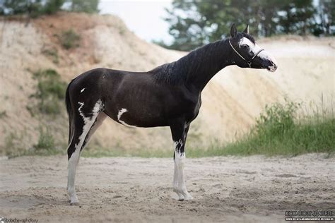 GANDHARA BLACK FAME Arabian black sabino mare 2016. Import from Europe #ArabianHorses | Arabian ...