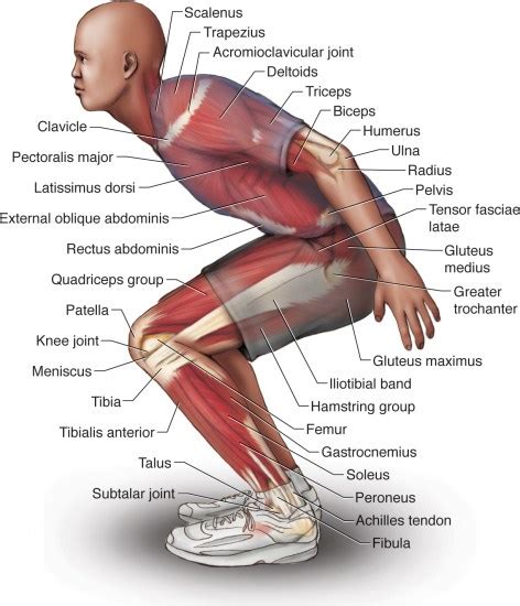 Biomechanics of Function and Injury | Musculoskeletal Key