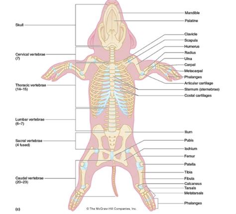 Pig Anatomy and Terminology - Mini Pig Info