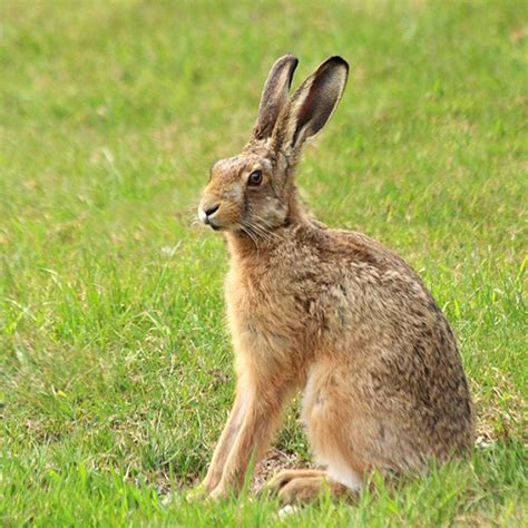 Hare vs. Rabbit – What’s the Difference? - Writing Explained