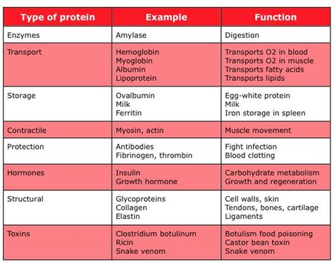 These are the types of proteins and their many functions in our bodies ...