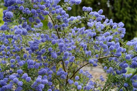 Best Evergreen Hedge Plants - BBC Gardeners World Magazine