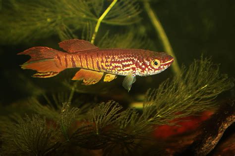 What predatory fish in a small tank? | MonsterFishKeepers.com