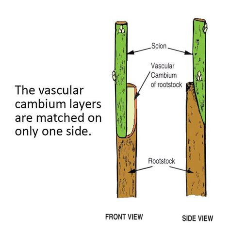 Grafting Types, Splice Grafting