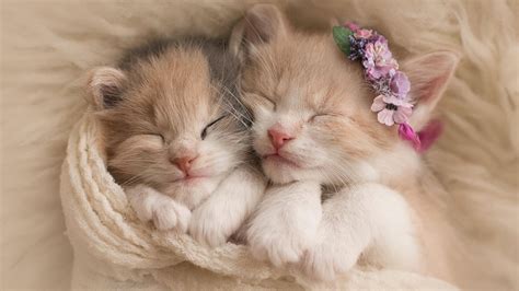 Download Adorable Baby Cats Cuddling Wallpaper | Wallpapers.com