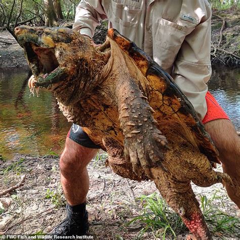 Largest Ever 100-Pound Snapping Turtle Captured in Florida, Photos ...