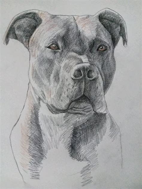 Dog Drawings In Pencil - Carinewbi