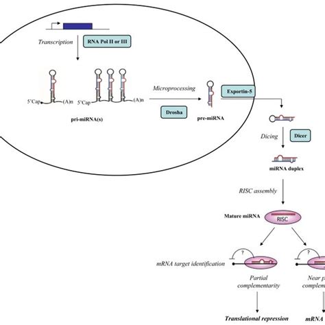 Main methods used for circulating miRNA detection. | Download ...