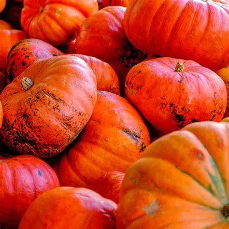 Cinderella Heirloom Pumpkin Seeds | Terroir Seeds