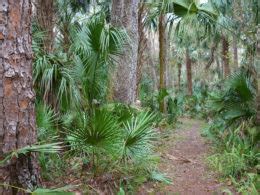 Hiking Highlands Hammock | Nature Trails | Florida Hikes