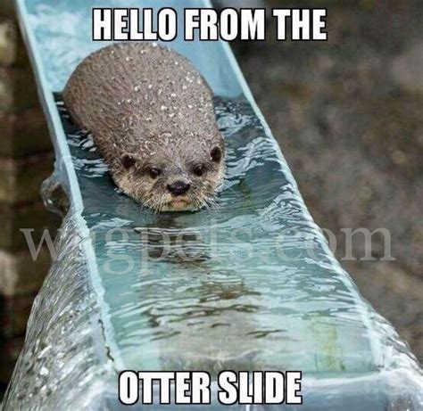 Hello from the otter slide | Funny cute memes, Funny pictures, Hello ...