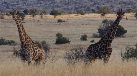 3 Day Pilanesberg Safari - South African Tours and Safaris - African ...