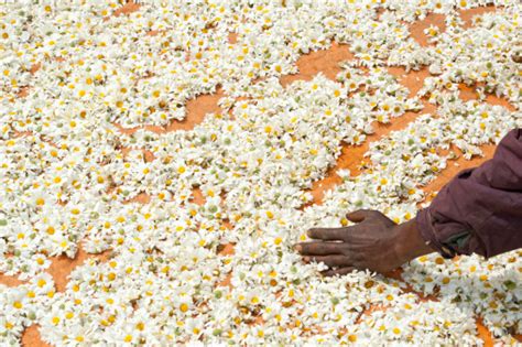 Drying Pyrethrum Flowers In The Sun Rwanda Africa Stock Photo - Download Image Now - iStock