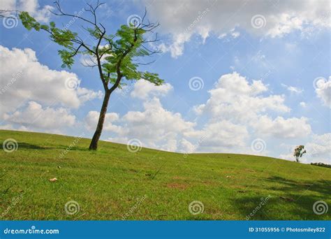 Sunlight and shadows stock photo. Image of natural, hill - 31055956