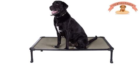 Chew Proof Dog Bed: 10+ Indestructible Dog Beds in 2022 [Buying Guide]