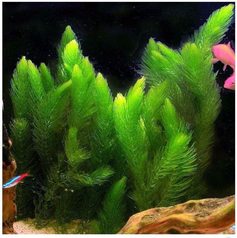 Hornwort Bunched Aquatic Plant | Arizona Aquatic Gardens