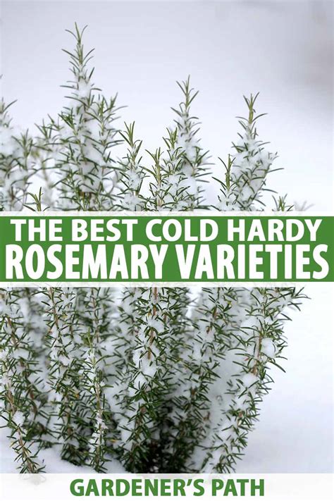 The Best Cold Hardy Rosemary Varieties | Gardener’s Path