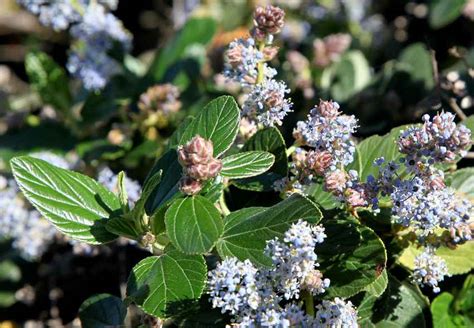 San Marcos Growers >Ceanothus