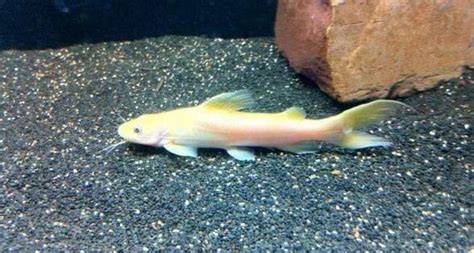 Aquarium Albino Catfish