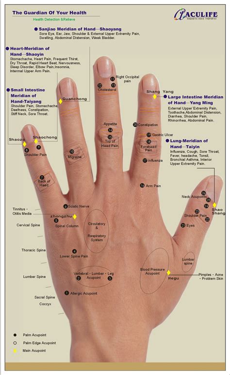 Acupoint Handmap - Back of Hand | Hand reflexology, Reflexology, Reflexology massage