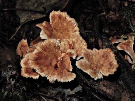 Cantharellus insignis · iNaturalist