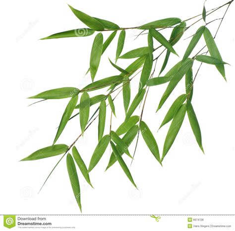 Bamboo leaves clipart - Clipground