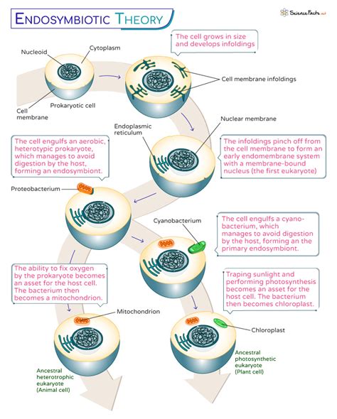 Endosymbiotic Theory – Definition, Evidence, Importance, and Diagram