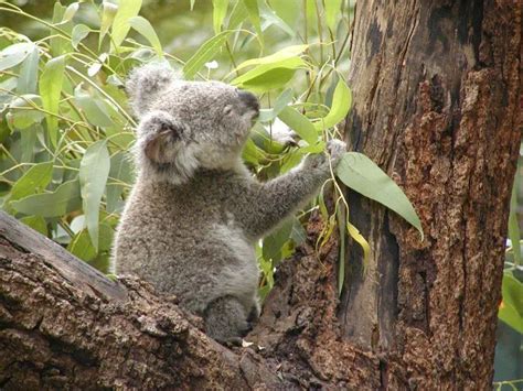 Koala Bear Facts For Kids | Koala Bear Diet & Habitat