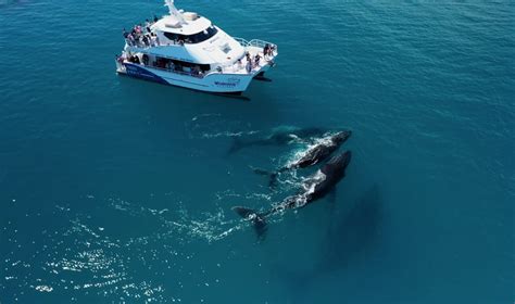 Whale Watching Cruise with Lunch, 5 Hours - Hervey Bay - Adrenaline