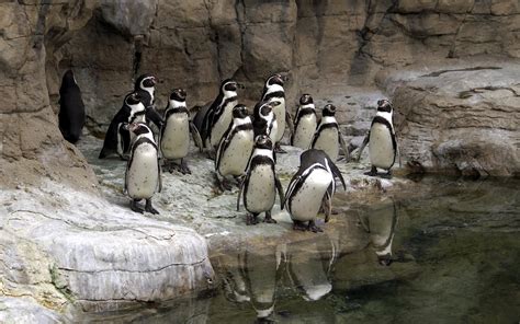 St. Louis Zoo, Saint Louis, Missouri, USA - Heroes Of Adventure