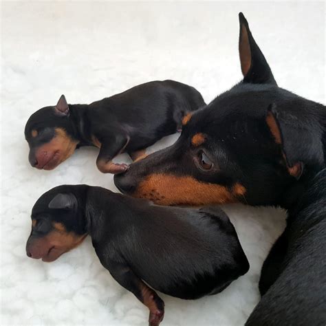 Toy Manchester Terrier Breeders Usa | Wow Blog