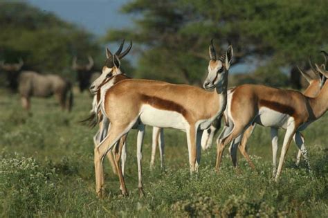 Botswana wildlife photography - Gane and Marshall Travel Blog