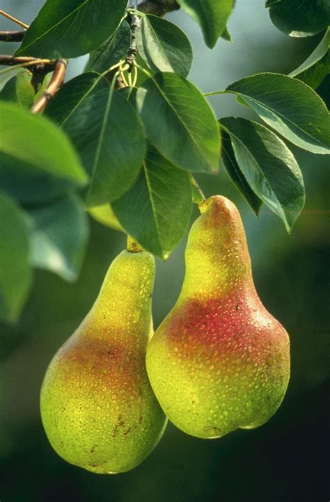 File:Pears.jpg - Wikipedia