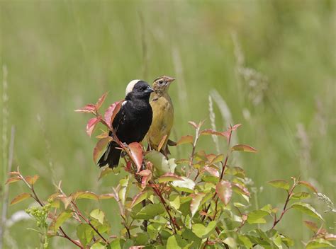 Bobolink | Audubon Field Guide