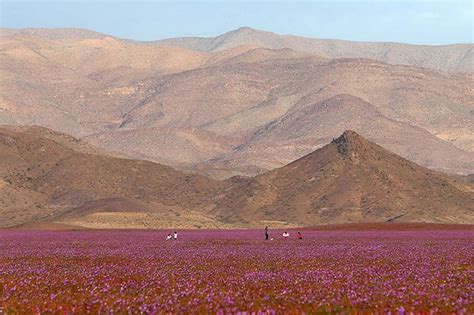 El Niño causes thousands of flowers to bloom in Chile's Atacama Desert ...