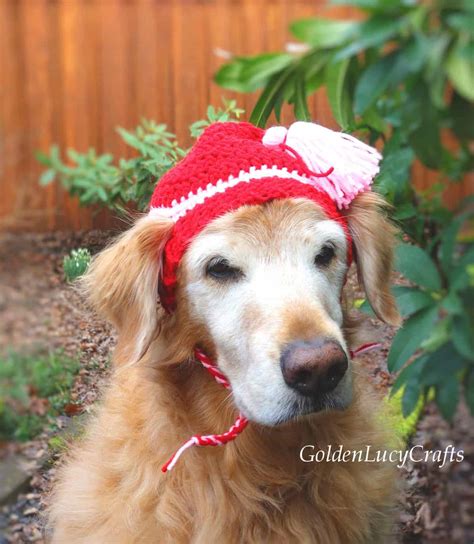 Crochet Dog Hat, Free Crochet Pattern - GoldenLucyCrafts