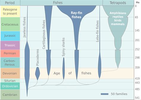 Spindle diagram showing the evolution of fish (2013) : r/Fish