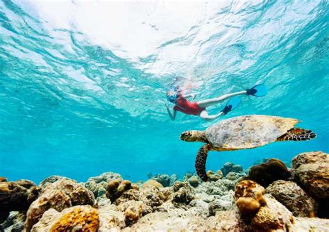 9 Top Aruba Snorkeling Tours to Include on Your Itinerary - No Hurry To ...