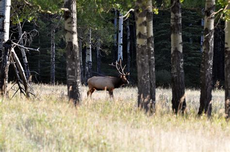 Banff Elk 3 | A Bull elk in Banff National Park in Alberta, … | Flickr