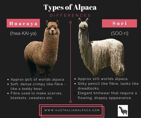 Types of Alpaca's — Little Valley Farm - Boutique Alpaca Breeder