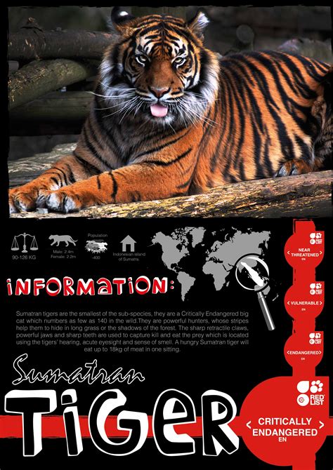 A conservation poster for Dudley Zoo. Sumatran Tiger.