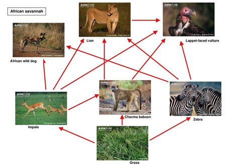 African Grassland Food Web
