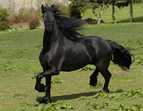 Friesian Horse Breed Information, History, Videos, Pictures